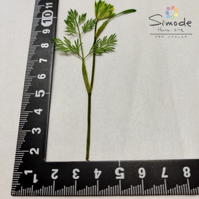 ��S-1144�۲����֡��忧��������դ�(�ߤɤ�)����5�ֺܲ� �������Ǻ� �����ֳ� �쥸�� �ե� �����ɥ� ������ ��å��� ������ ���� �����륫��ܡ��� �֥饤���� �����ǥ��� ������ �ͥ��� ���ޥۥ����� �ե��ȥե졼�� �»�