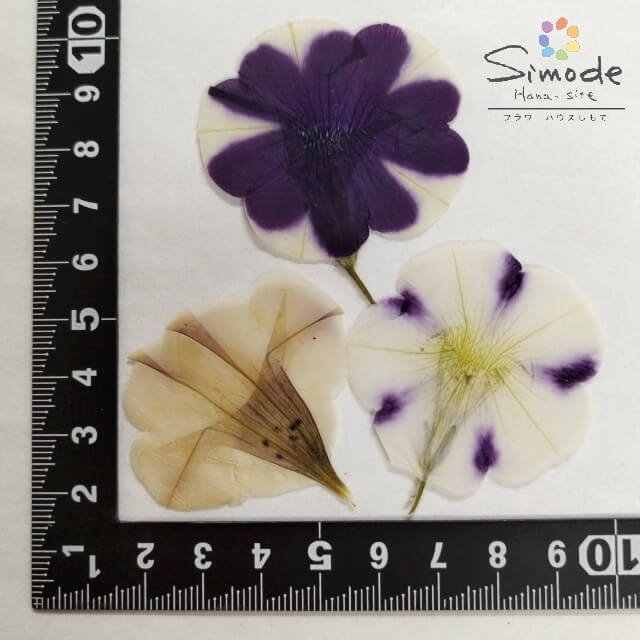 【訳アリ商品・アウトレット】押し花　ペチュニア　アウトレット6枚（F−54）押し花額やレジンアクセサリー制作などハンドメイド素材として人気です飛騨で手作りしています。国産品の安心品質です！