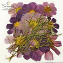 【訳アリ商品・アウトレット】F−51 押し花 コスモス ピンク 8枚入花材 押し花素材 お花屋さん 押し花額 押し花材料 ハンドメイド ハーバリウム...