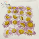 【訳アリ商品・アウトレット】F−49 押し花 ハルジオン(ハルシオン) 20枚入花材 押し花素材 お花屋さん 押し花額 押し花材料 ハンドメイド ハ...