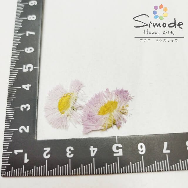 �������꾦�ʡ������ȥ�åȡ�F��49�������֡��ϥ른����ʥϥ륷����ˡ�20�����ֺ� �������Ǻ� ���ֲ����� �����ֳ� �����ֺ��� �ϥ�ɥᥤ�� �ϡ��Хꥦ�� �쥸�� �����륫��ܡ��ɡ������ǥ��󥰡�outlet