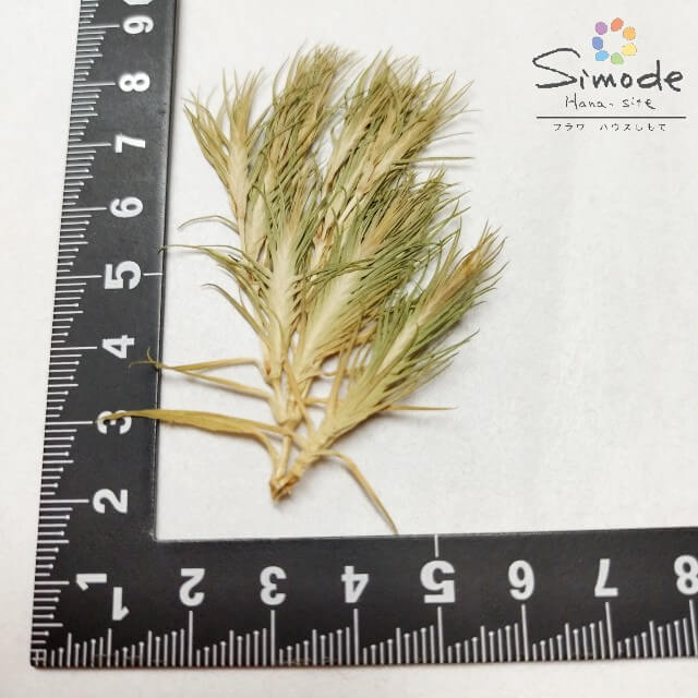 【s-1151】てまり草　約5本分【飛騨】【山野草の押し花】【押し花パック】【押し花素材】【手作り】【キット】