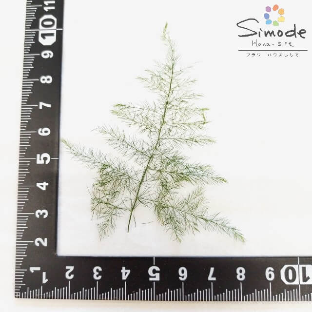 ��S-1176�ۥ����ѥ����5������ۡ͡ڻ�����β����֡ۡڲ����֥ѥå��ۡڲ������Ǻ�ۡڼ���ۡڥ��åȡ�