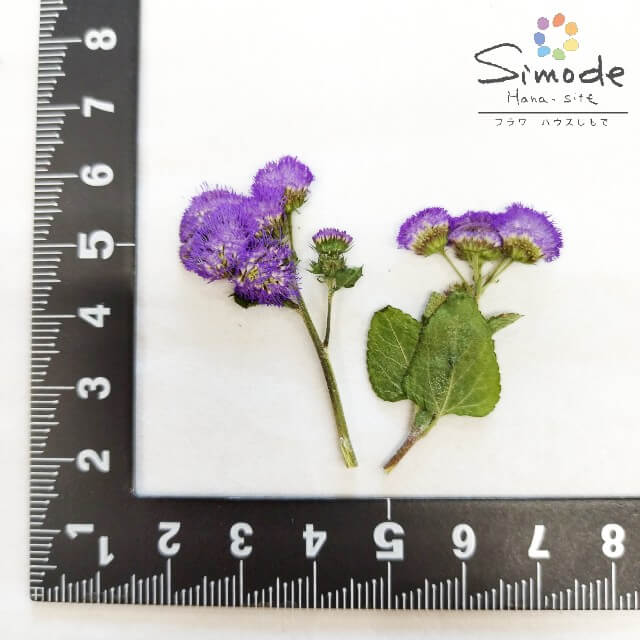 ��S-1186�ۥ����饿�ࡡ15�ܡ����ۡ͡ڻ�����ۡڲ����֥ѥå��ۡڲ������Ǻ�ۡڼ���ۡڥ��åȡ�