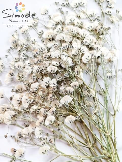 �������꾦�ʡ������ȥ�åȡ۲����֡������ߥ��������10�ܡ�F��1�˲����ֳۤ�쥸�󥢥������꡼����ʤɥϥ�ɥᥤ���Ǻ�Ȥ��ƿ͵��Ǥ����ͤǼ��ꤷ�Ƥ��ޤ������ʤΰ¿��ʼ��Ǥ���