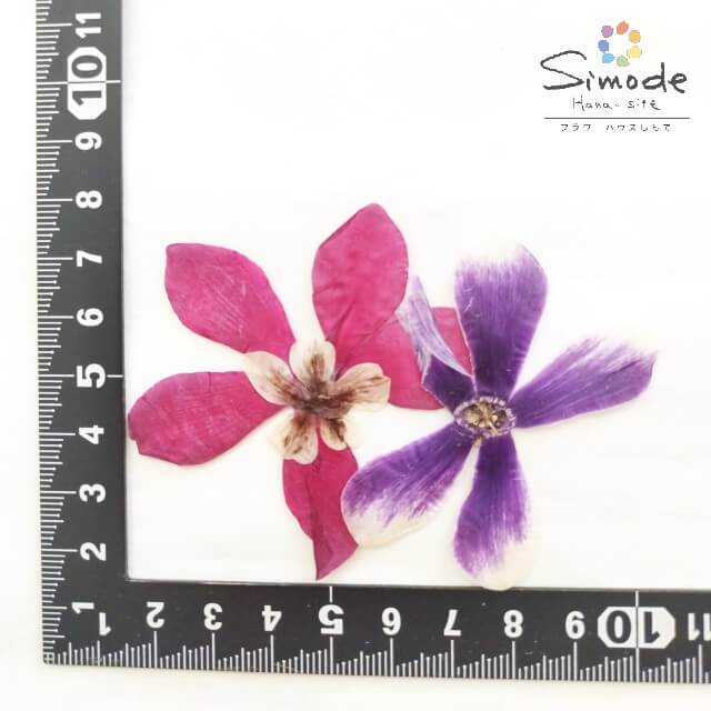 【S-635】押し花　シクラメンミックス10枚入り飛騨のお花屋さんが手作りしています。安心安全の国産品質です。