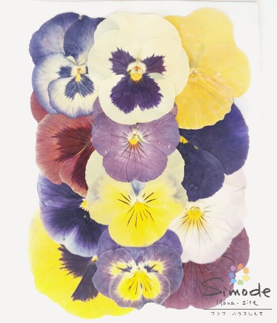 【S-1035】押し花 パンジーミックス 大　12枚 押し花 素材 パンジー ハンドメイド レジン アクセサリー スマホケース キャンドル アロマワックス サシェ ハーバリウム フォトフレーム 押し花額 ウエルカムボード など DIY 素材として