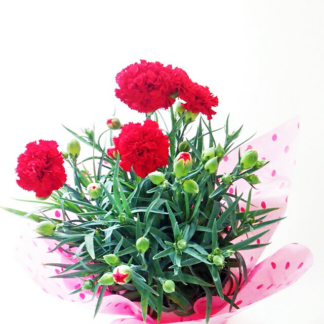 乐天商城 - 【送料無料】まだ間に合う母の日！！真っ赤なカーネーションの花鉢母の日定番の花鉢です。花が大好きなお母さんへフリーメッセージ可！！！