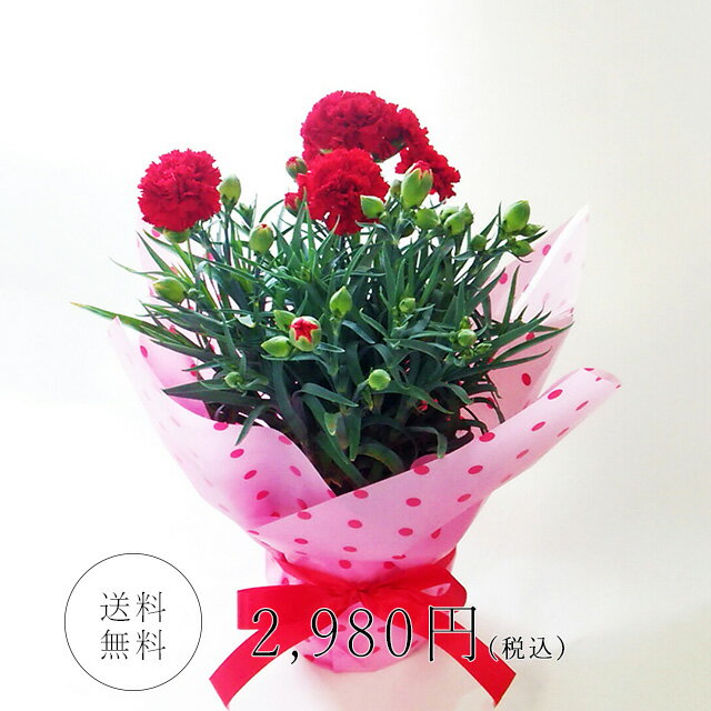 【送料無料】まだ間に合う母の日！！真っ赤なカーネーションの花鉢母の日定番の花鉢です。花が大好きなお母さんへフリーメッセージ可！！！