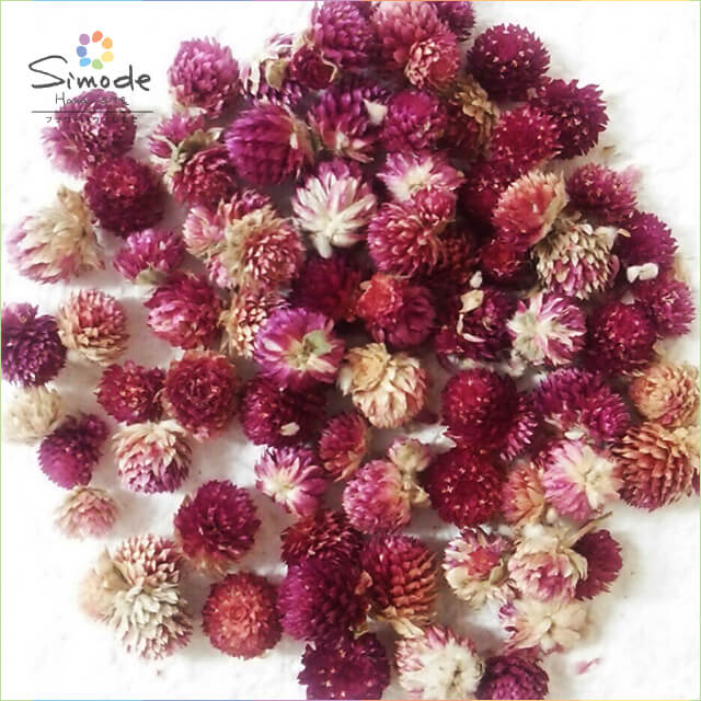 【訳アリ商品・アウトレット】ドライフラワー センニチコウ（千日紅）赤紫（約13グラム）センニチコウ 千日紅 ドライフラワー ハンドメイド クラフト DIY 素材 リース スワッグ ハーバリウム レジン フラワー キャンドル アロマ ワックス サシェ 花 雑貨