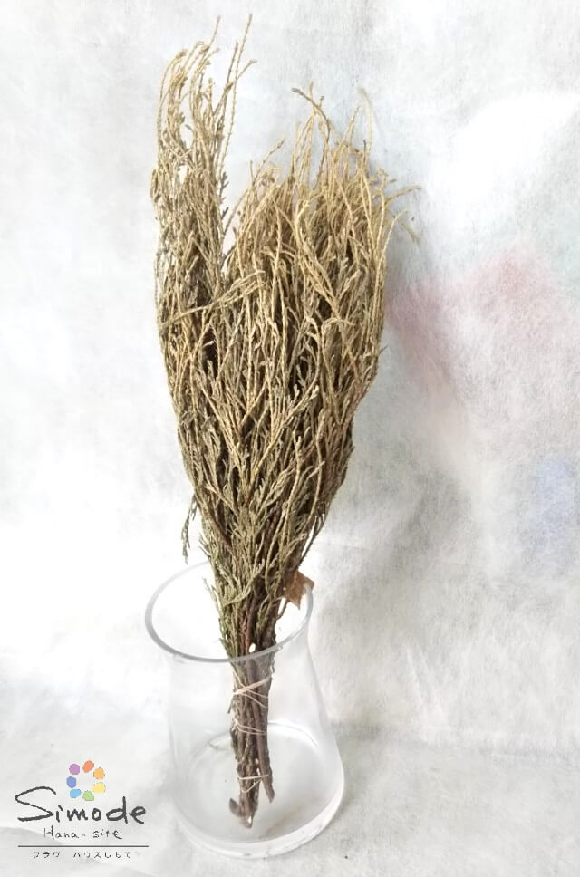 ドライフラワー 素材しだれヒバ　6～7本ナチュラル インテリア 手作り 材料 ガーランド サシェ ワック..