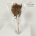 ドライフラワー 素材ケイトウ 茶色 3本材料 手作り ハンドメイド スワッグ ネイル サシェ ワックス 雑貨 インテリア レジン ハーバリウム フラワーキャンド...
