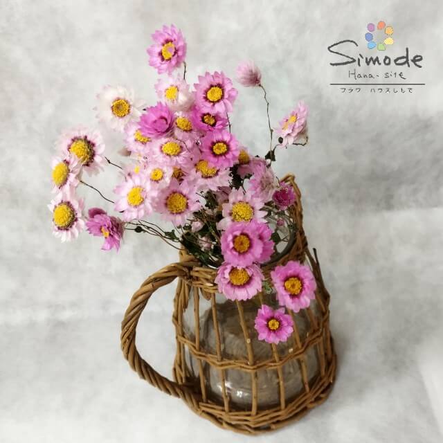 【ドライフラワー】ローダンセ　約10本ハーバリウム 作品作り アクセサリー 素材 花材 レジン フラワー キャンドル アロマ ワックス サシェなどの材料に