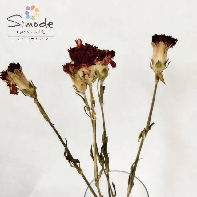 即日発送 珍しいカーネーションのドライフラワーです とても可愛いので ガーランドやブーケ インテリア ハーバリウムにもおすすめです ドライフラワー 素材 カーネーション 赤 4本入りナチュラル 手作り 材料 ガーランド サシェ ワックス ブーケ レジン アクセサリー 雑貨