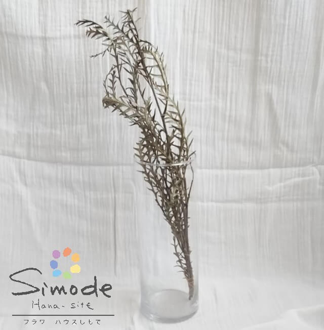 ドライフラワー 素材グラヴィレアイバンホー　2本ナチュラル インテリア 手作り 材料 ガーランド サシ..