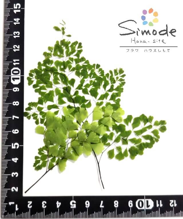 ��S-924�ӥ������󥿥�ߥå�����5�ܡ����ۡ͡ڻ�����ۡڲ����֥ѥå��ۡڲ������Ǻ�ۡڼ���ۡڥ��åȡ�