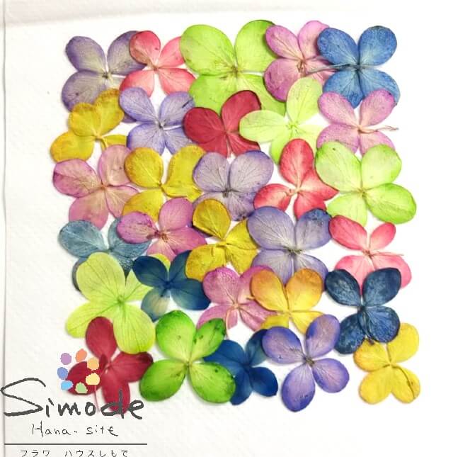 【S-928】押し花　素材着色額アジサイグリーンベース（あじさい・紫陽花） 30枚花材 押し花素材 押し花額 手作り ハンドメイド シック ハーバリウム レジン フラワー キャンドル アロマ ワックス サシェ 材料