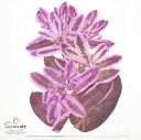 【S-1017】押し花 着色ユーフォルビア (ピンク) 5枚押し花額やレジンアクセサリー制作などハンドメイド素材として人気です飛騨で手作りしています。国産品の安心品質です!