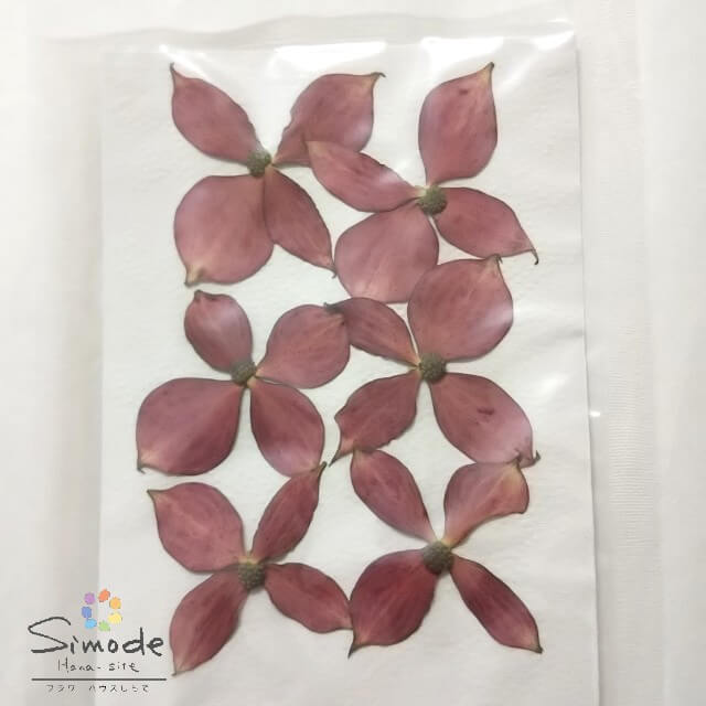 【S-1087】花水木　ハナミズキ　　6枚押し花額やレジンアクセサリー制作などハンドメイド素材として人気です押し花素材・押し花パック飛騨で手作りしています。国産品の安心品質です！