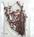 【S-1096】押し花 花材着色雪柳 ゆきやなぎ ユキヤナギ(濃いオレンジ)10本素材 花材 押し花素材 押し花額 レジン フラワー キャンドル アロマ ワックスサシェ 材料 ウェルカムボード ブライダル スマホケース ウェディング ネイル素材 着色