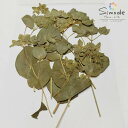 【訳アリ商品・アウトレット】押し花 ブプレリューム茎付き 10本(F−52)押し花額やレジンアクセサリー制作などハンドメイド素材として人気です飛騨で...