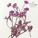 【S-1148】押し花 着色オルレラ茎付き(ピンク) 約5本花材 押し花素材 押し花額 レジン フラワー キャンドル アロマ ワックス サシェ 材料 ウェルカムボード ブライダル ウェディング 押し花 ネイル スマホケース フォトフレーム 和紙
