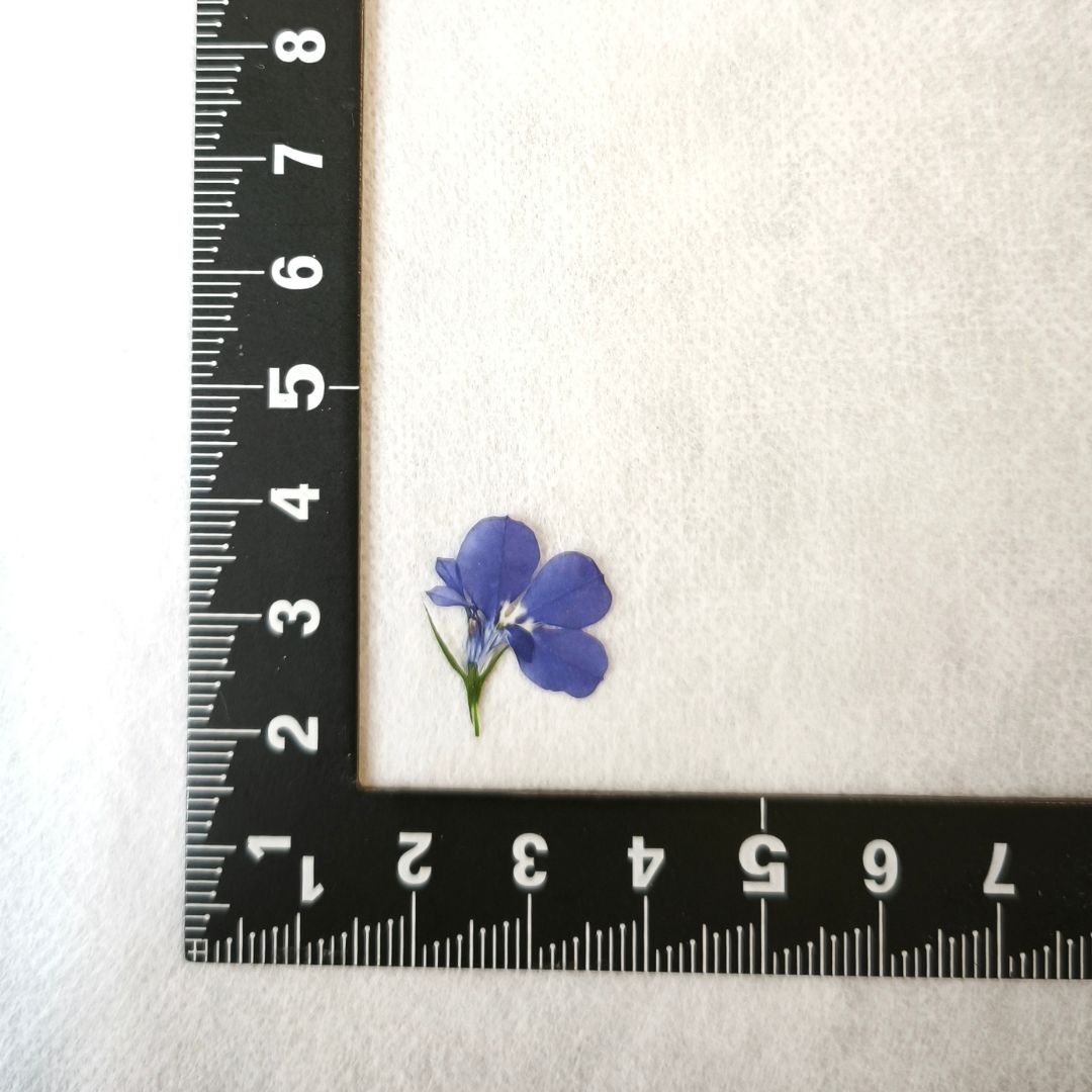 フラワーハウスしもでのロベリア（H‐4）35輪入り【飛騨】【山野草の押し花】【押し花パック】【押し花素材】【手作り】【キット】【レジン】【ハンドメイド】｜アングル2
