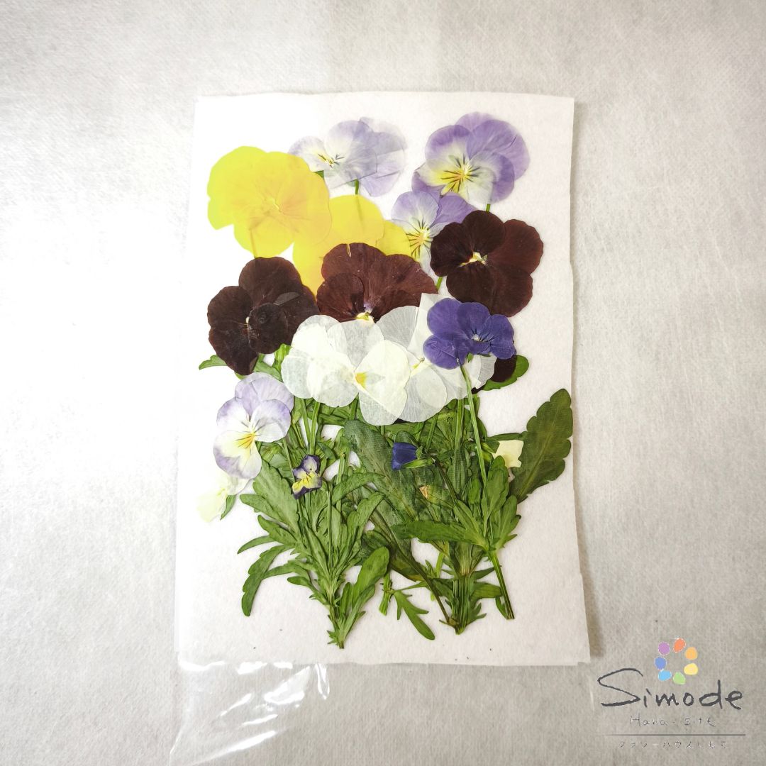 ビオラ茎付き（R‐17）10本入りナチュラル素材 花材 押し花素材 押し花額 レジン フラワー キャンドル アロマワックス材料 ウェルカムボード ブライダル ウェディング 自然の色