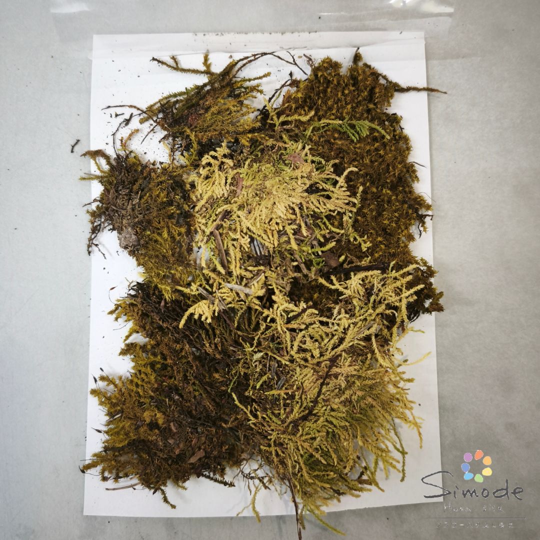 押し花　苔・緑　約20グラム押し花額やレジンアクセサリー制作などハンドメイド素...