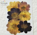 【S-796】押し花 ダリア 6枚花材 押し花素材 押し花額 手作り ハンドメイド ハーバリウム レジン フラワー キャンドル アロマ ワックス サシェ ウェルカムボード ブライダル ウェディング 材料