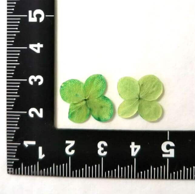 【S-868】押し花　着色アジサイグリーンベース緑50枚入り押し花 あじさい 紫陽花 ...