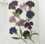 【S-800】押し花新作 ナデシコミックス10本(なでしこ・撫子)花材 押し花素材 押し花額 手作り ハンドメイド ハーバリウム レジン フラワー キャンドル アロマ ワックスバー スマホケース サシェ ウェルカムボード ウェディング 材料 ネイル iPhoneケース
