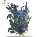 在庫限り!【S-903】着色コデマリ枝付き青 5本【お花屋さんの手作りです】花材 押し花素材 押し花額 ハンドメイド ハーバリウム レジン 材料 押し花アート 押し花ネイル 上質 素材 押し花素材 押し花パック 押し花キット ウェディング 着色 レジン UV