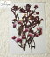 【S-774】押し花 花材着色 ハルシオン 茎付き 7本かわいい ハンドメイド 押し花素材 押し花額 手作り ウェルカムボード ハンドメイド ハーバリウム レジン フラワー キャンドル アロマ ワックスバー サシェ 材料