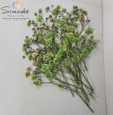 【S-816】押し花 着色カスミソウ(かすみ草)メロン ラメ入り 10本花材 押し花素材 押し花額 レジン フラワー キャンドル アロマ ワックス サシェ 材料 ウェルカムボード ブライダル ウェディング 押し花 ネイル スマホケース 着色 染め