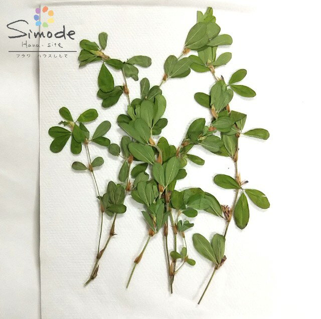 【S-308】ヤハズソウ5本（枝付き・丸葉）【飛騨】【山野草の押し花】【押し花パック】【押し花素材】【手作り】【キット】【レジン】【アクセサリー】【押し花額】