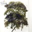 【S-896】ユウギリソウ(夕霧草)ミックス 10本押し花額やレジンアクセサリー制作などハンドメイド素材として人気です押し花素材・押し花パック飛騨で手作りしています。国産品の安心品質です!