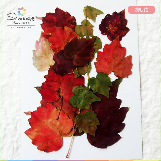 【S-716】押し花 花材ツタの紅葉10枚飛騨のお花屋さんの手作りでつくった押し花です。安心安全の国産品質