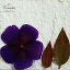 【S-331】ノボタン花1枚葉4枚押し花額やレジンアクセサリー制作などハンドメイド素材として人気です飛騨で手作りしています。国産品の安心品質です!