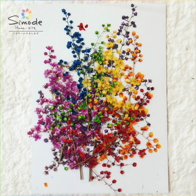 【S-634】押し花　着色チンシバイ（つぼみ）7本ハーバリウム、レジン、キャンドルなどのハンドメイド・DIY素材に。安心安全の国産素材です。のサムネイル