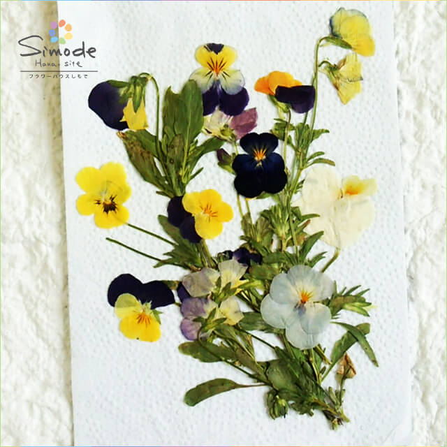 【S-637】押し花　パンジー茎付き10本レジンアクセサリー、スマホケース、ハーバリウム、キャンドルなどハンドメイド・DIY素材として人気です。飛騨のお花屋さんが手作りしています。すべて国産の安心品質です。 その1