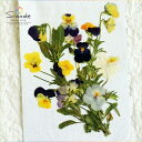 【S-637】押し花 パンジー茎付き10本レジンアクセサリー、スマホケース、ハーバリウム、キャンドルなどハンドメイド・DIY素材として人気です。飛騨のお花屋さんが手作りしています。すべて国産の安心品質です。 その1