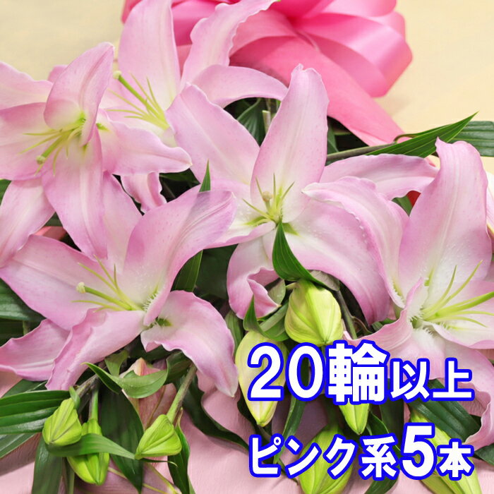 ユリ ［母の日 遅れてごめんね］百合の花束 5本 20輪以上保証 ピンク系 お祝 母の日 ギフト 大輪系オリエンタルリリー5本 ゆり ユリ