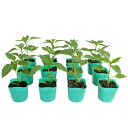 ピーマン 京みどり 野菜苗 12ポットセット 3号ポット フラワーブルームの苗 【ピーマン パプリカ 唐辛子 香辛料 ペッパー 苗 野菜苗 ピーマンの苗 家庭菜園】