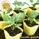 メキャベツ 早生子持 野菜苗 6ポットセット 3号ポット フラワーブルームの苗 【キャベツ 苗 キャベツの苗 家庭菜園 きゃべつ 早生】
