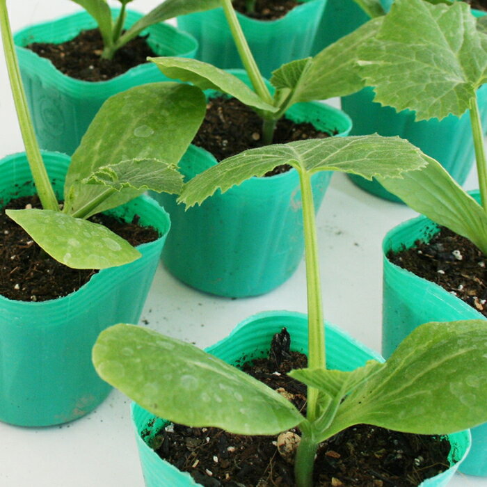ズッキーニ ダイナー 野菜苗 6ポットセット 3号ポット フラワーブルームの苗 【苗 野菜苗 家庭菜園 カボチャの苗 カボチャ かぼちゃ 南京 kabocha ズッキーニ】