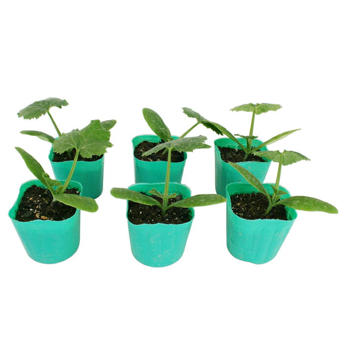ズッキーニ ダイナー 野菜苗 6ポットセット 3号ポット フラワーブルームの苗 【苗 野菜苗 家庭菜園 カボチャの苗 カボチャ かぼちゃ 南京 kabocha ズッキーニ】