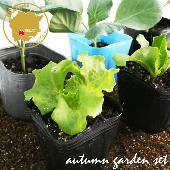 家庭菜園で栽培できる秋野菜苗セット カリフラワー/ロマネスコ/ブロッコリー/玉レタス/サニーレタス/ハクサイ/キャベツ 野菜苗 12ポットセット 3号ポットのサムネイル