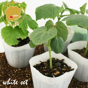 色も味も楽しむ 白い夏野菜栽培セット キュウリ/なす/オクラ 野菜苗 6ポットセット 3号ポット フラワーブルームの苗 【白野菜 白 珍しい ベランダ 家庭菜園...