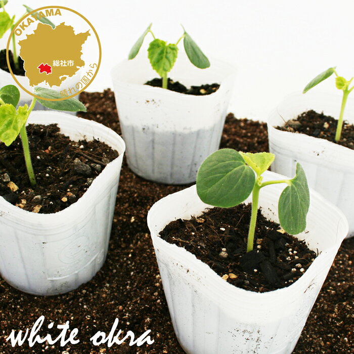 白オクラ 楊貴妃 野菜苗 6ポットセット 3号ポット フラワーブルームの苗 【オクラ おくら 白 苗 野菜苗 家庭菜園 オクラの苗 五角オクラ】のサムネイル